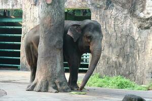 deze is foto van sumatran olifant olifant maximus sumatranus in de dieren in het wild park of dierentuin.