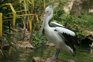 de papegaai of pelikaan is een water vogel dat heeft een etui onder haar bek, en is een deel van de pelecanidae vogel familie. foto