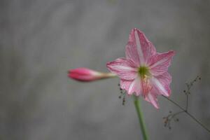 roze bloem in de tuin Aan de achtergrond van een grijs muur foto