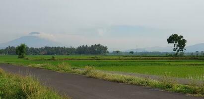 een visie van groen rijst- velden en tuinen met blauw lucht en wit wolken en de silhouet van een berg foto