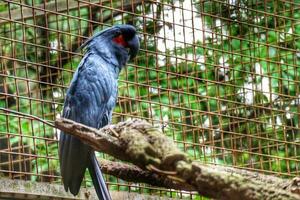 kakak tua raja of probosciger aterrimus of de palm kaketoe, ook bekend net zo de Goliath kaketoe of Super goed zwart kaketoe, is een groot rokerig grijs of zwart papegaai van de kaketoe familie foto