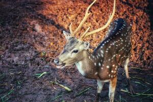 rusa totaal met de wetenschappelijk naam as as Bij dierentuin in ragunaan. andere namen zijn gevlekte hert foto