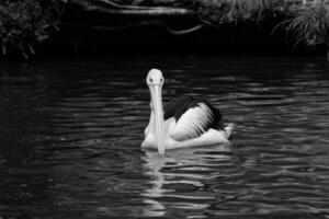 de papegaai of pelikaan is een water vogel dat heeft een etui onder haar bek, en is een deel van de pelecanidae vogel familie. foto