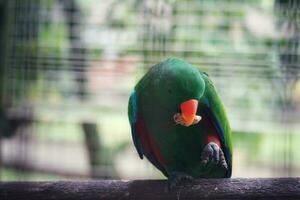 seks vogels, welke heeft de wetenschappelijk naam eclectus roratus of ook bekend net zo de moluks eclectus, is een papegaai inheems naar de maluku eilanden. foto