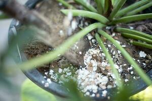 verpletterd ei schelp gerecycled net zo natuurlijk biologisch tuin kunstmest Aan planten Bij huis. foto