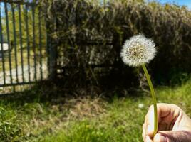 hand- Holding paardebloem bloem over- de achtergrond van een oud metaal hek overwoekerd met vegetatie. lente. foto