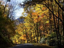 val op de Blue Ridge Parkway foto