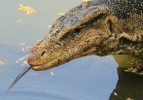 water toezicht houden op in Thailand foto