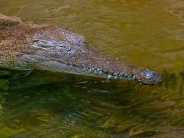 zoetwater krokodil in Australië foto