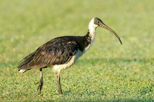 rietje nek ibis foto