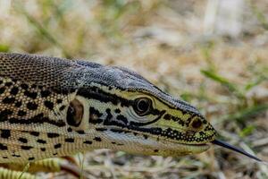 zand goanna in Australië foto