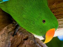 eclectus papegaai in Australië foto