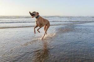 schattig windhond hond foto