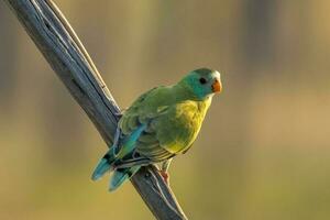 gouden schouders papegaai in Australië foto