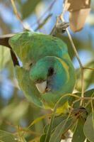 cloncurry ringneck papegaai foto