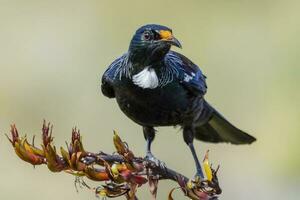 tui honingeter in nieuw Zeeland foto