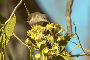 rufous keel honingeter foto