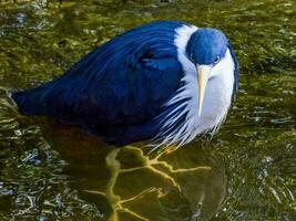 bont reiger in Australië foto