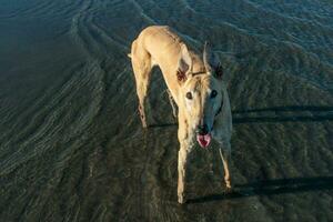 schattig windhond hond foto