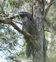 taai kikkerbek in Australië foto