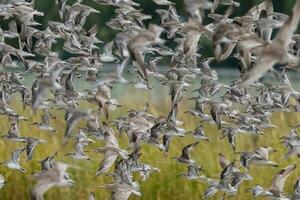 kustvogels massaal in nieuw Zeeland foto