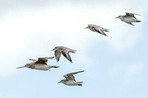 kustvogels massaal in nieuw Zeeland foto