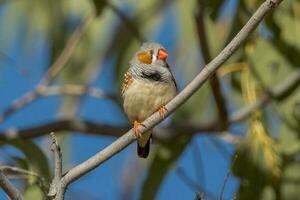 zebra vink wild in Australië foto