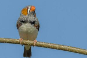 zebra vink wild in Australië foto