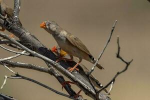 zebra vink wild in Australië foto