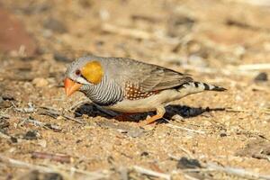 zebra vink wild in Australië foto