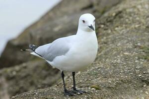 zwartsnavel meeuw endemisch naar nieuw Zeeland foto