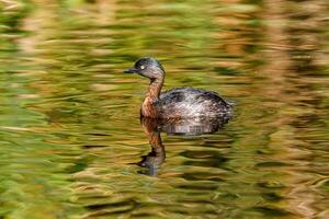 dabchick nieuw Zeeland fuut foto