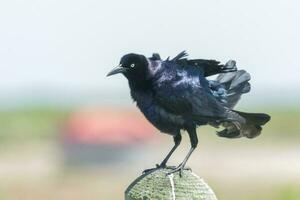 grote staart grackle foto