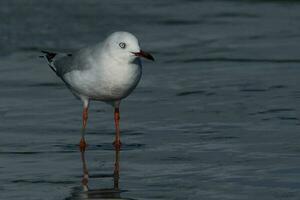 Roodsnavelmeeuw in nieuw-zeeland foto