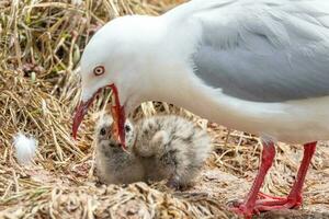 rood gefactureerd meeuw in nieuw Zeeland foto