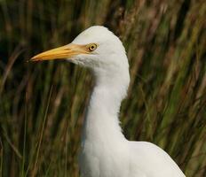 oosterse koereiger foto