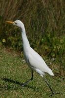 oosterse koereiger foto