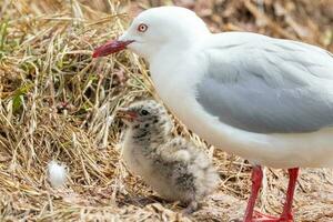 rood gefactureerd meeuw in nieuw Zeeland foto