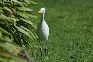 oosterse koereiger foto