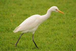 oosterse koereiger foto