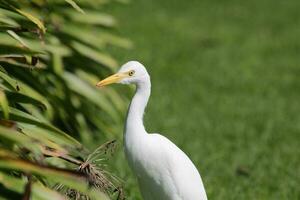 oosterse koereiger foto