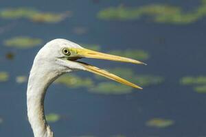 oostelijke grote zilverreiger foto