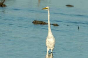 oostelijke grote zilverreiger foto