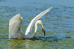 oostelijke grote zilverreiger foto