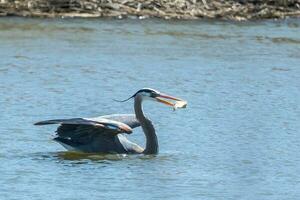 grote blauwe reiger foto