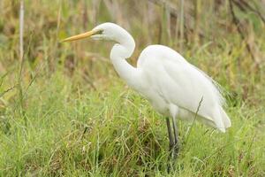 oostelijke grote zilverreiger foto