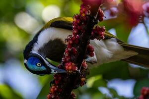 blauw geconfronteerd honingeter foto