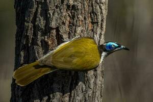 blauw geconfronteerd honingeter foto