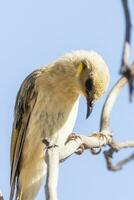 fuscous honingeter in Australië foto