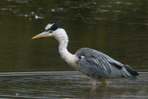 groot grijs reiger foto